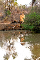 Karongwe Reserve-Giraffe