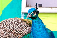R2H-Peacocks