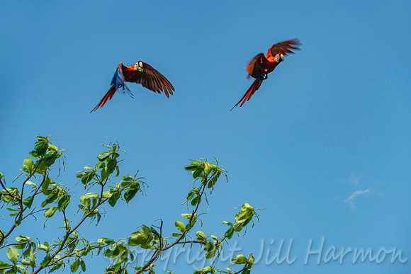 Wild Scarlet Macaws in Costa Rica